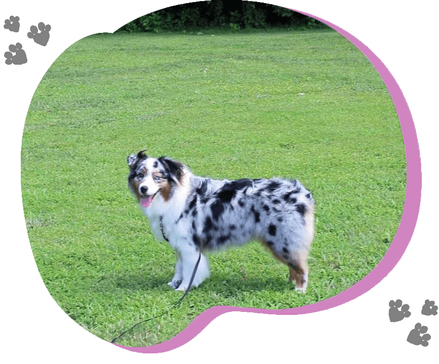 Mabel <br>
AKC Australian shepherd<br>OFA Certified, Genetically tested clear