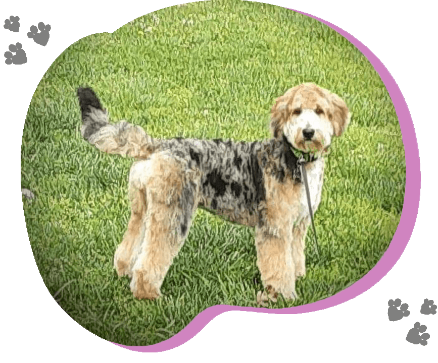 Viola, Medium Sized Aussiedoodle<br>Genetically tested clear