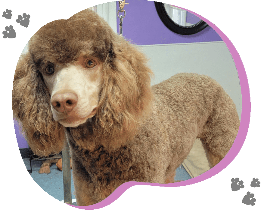 The Koocher, Main stud<br>AKC Moyen sized poodle<br>Genetically tested clear<br>OFA prelimmed