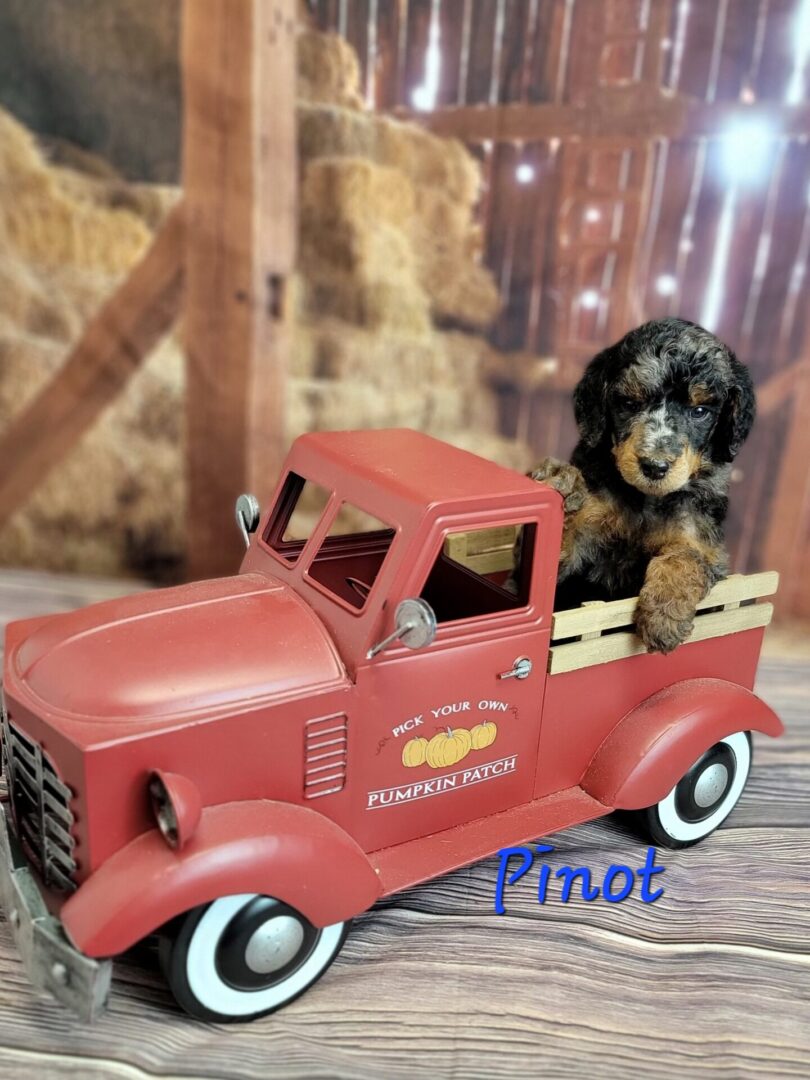 Black and white doodle puppy in red truck.