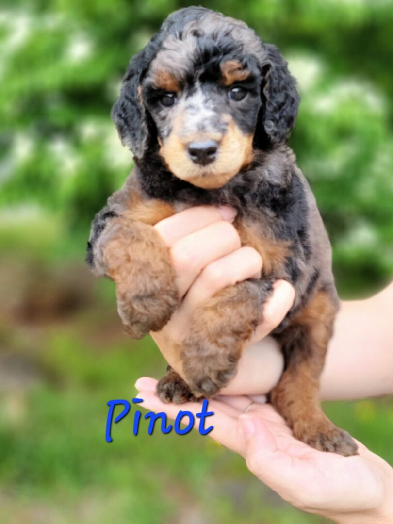 A black and brown puppy named Pinot.