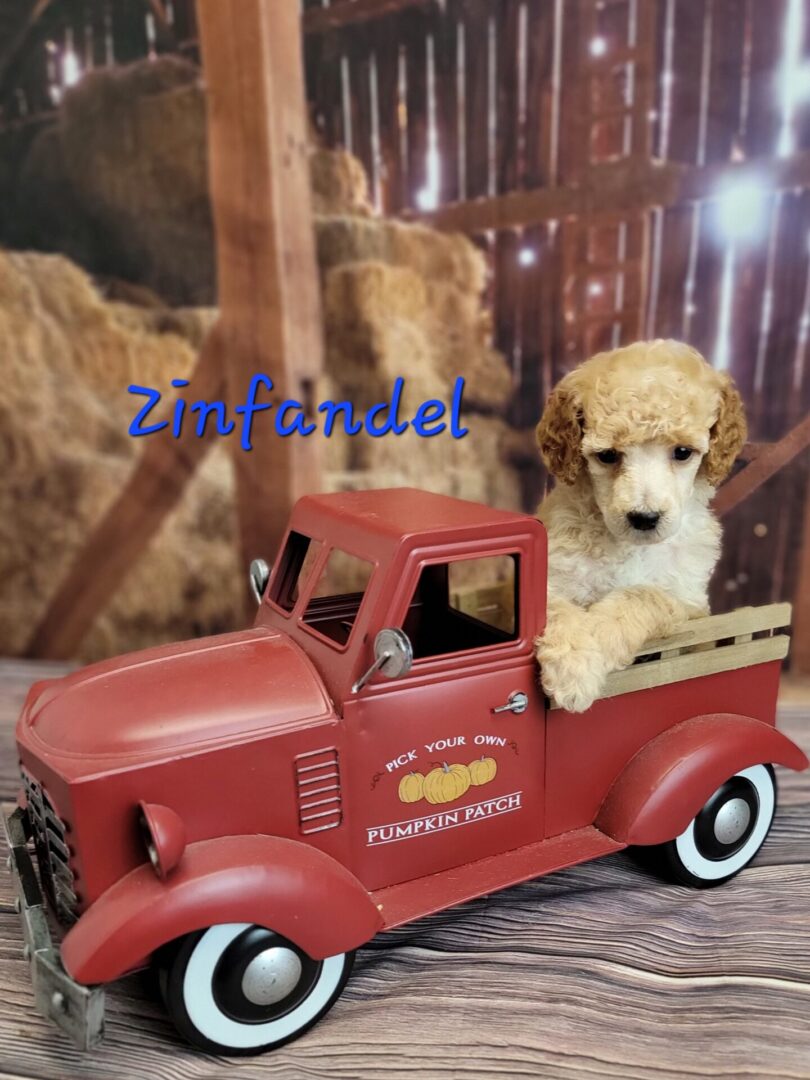 White poodle puppy in red truck.