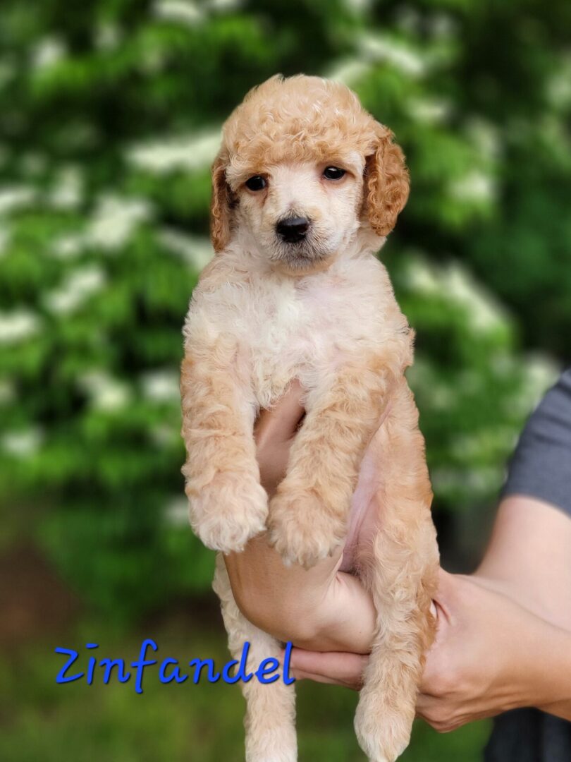 A light brown poodle puppy held in hands.