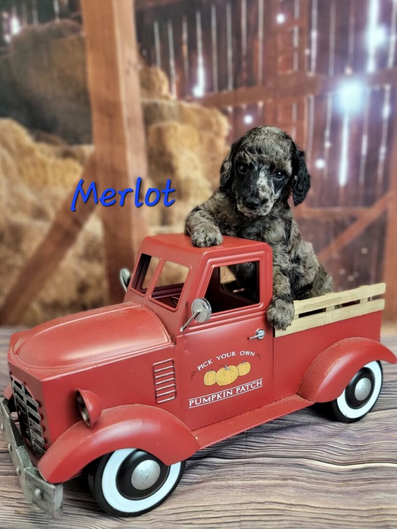 Merlot the puppy in a red truck.