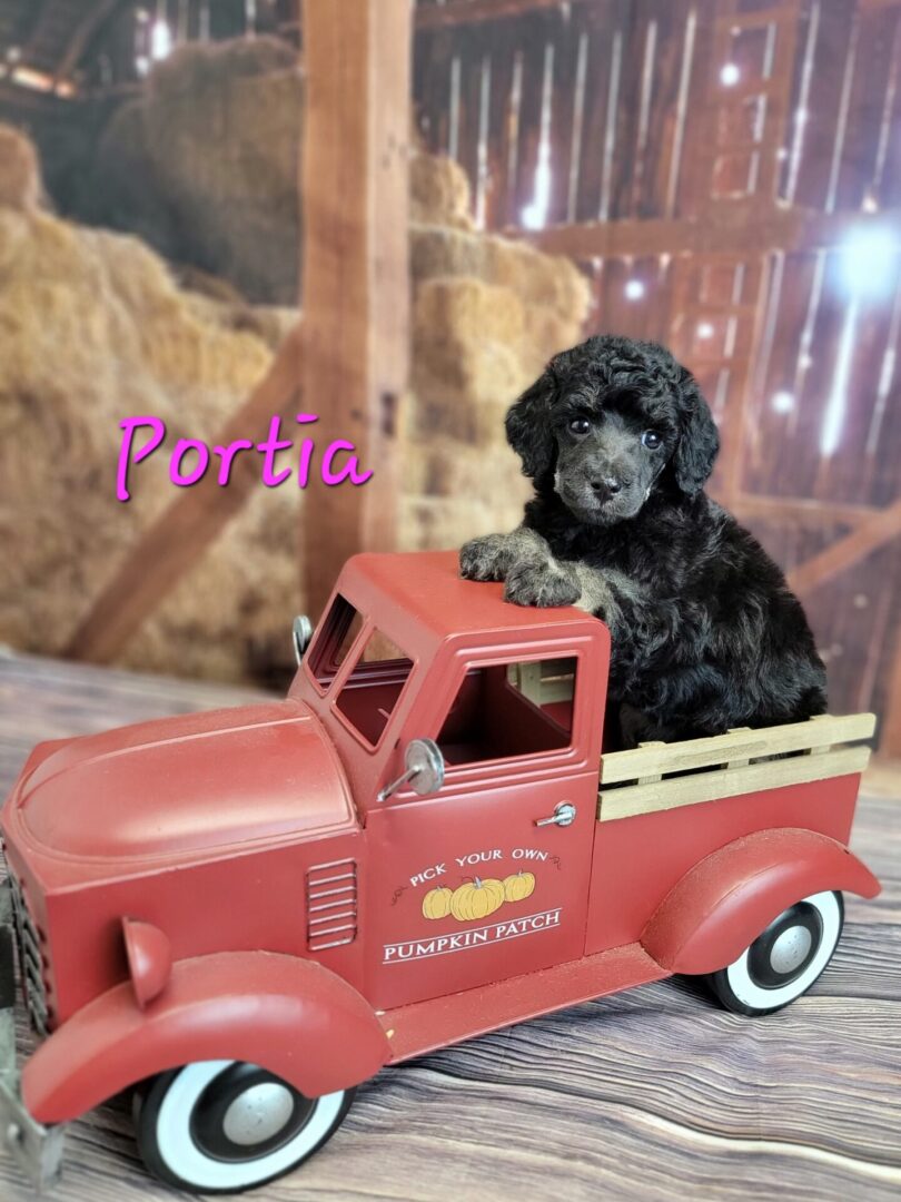 Black poodle puppy in red toy truck.