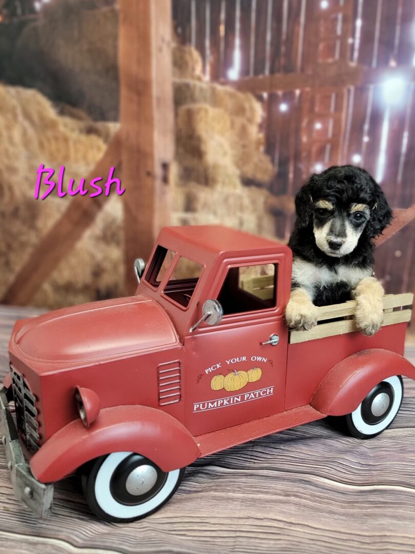 Black and white poodle in red truck.