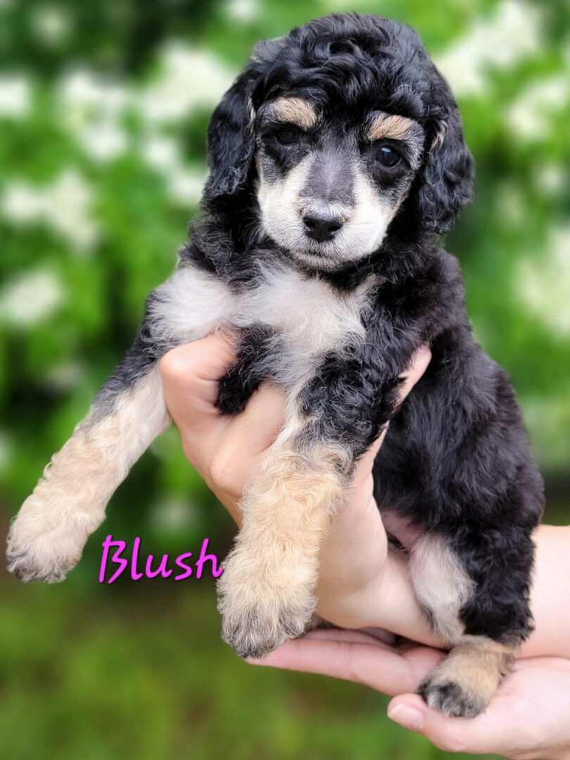 Black and tan poodle puppy being held.