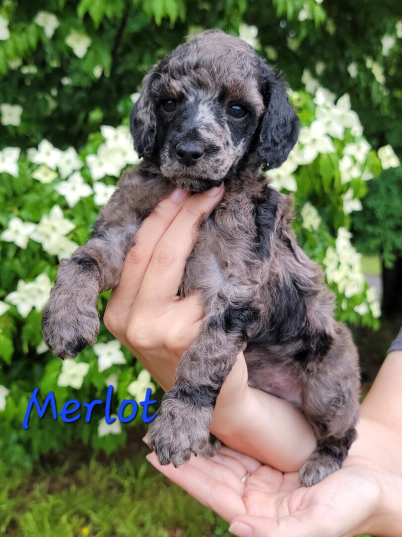 A black and silver poodle puppy.