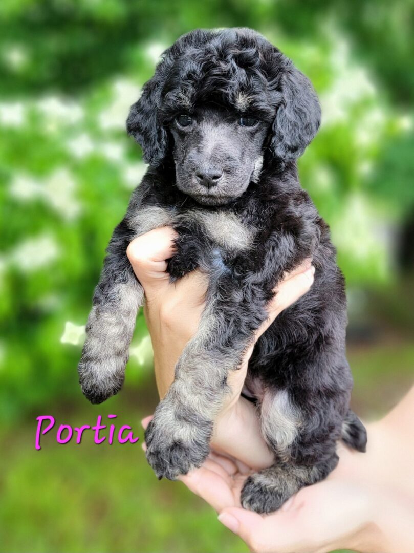 Black and silver miniature poodle puppy.