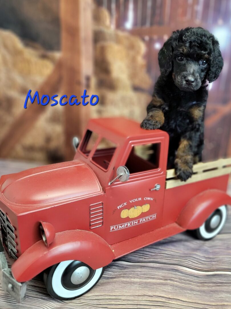 Black poodle puppy in red truck.