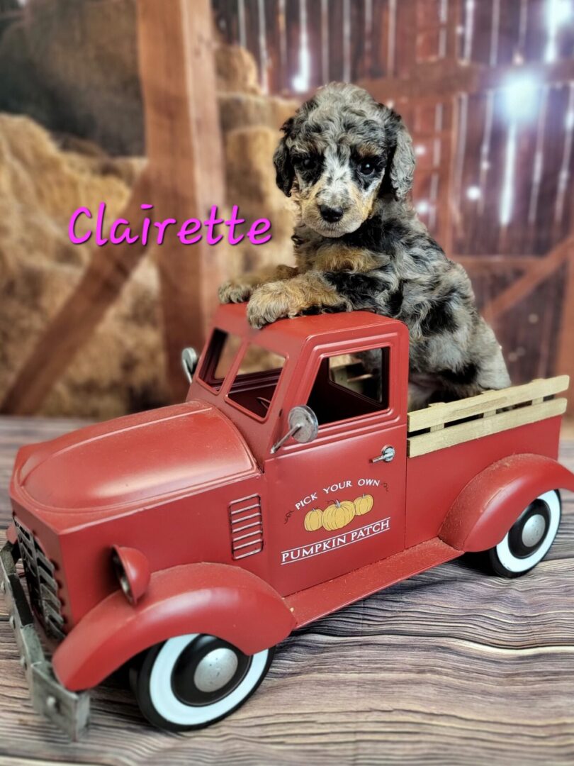 A brown and white puppy on a red truck.