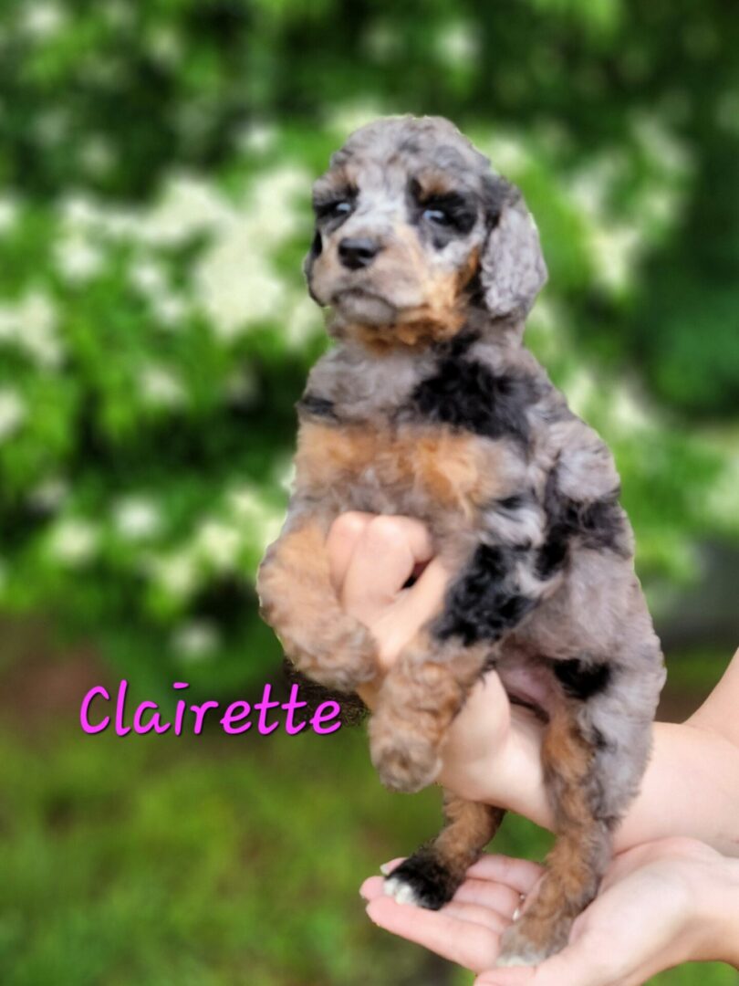 A blue merle doodle puppy named Claire.