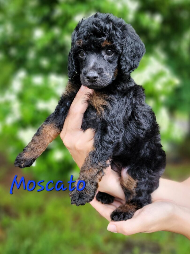 Black and tan poodle puppy being held.